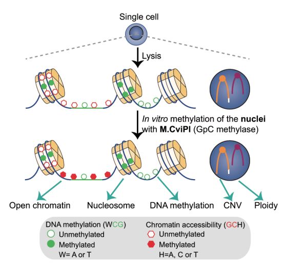 單細胞測序技術(single cell sequencing)