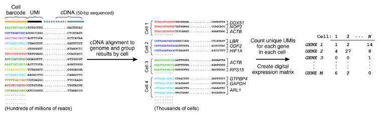 7.測序和分析,DROP-SEQ