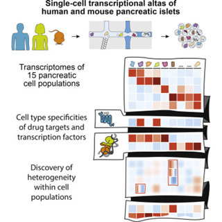 人和小鼠胰腺的單細胞轉(zhuǎn)錄組圖譜