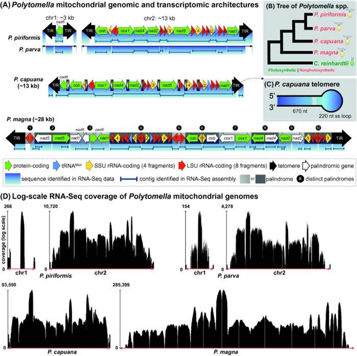 用RNA-Seq測序線粒體轉錄組